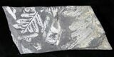 Fossil Seed Fern Plate - Pennsylvania #15845-1